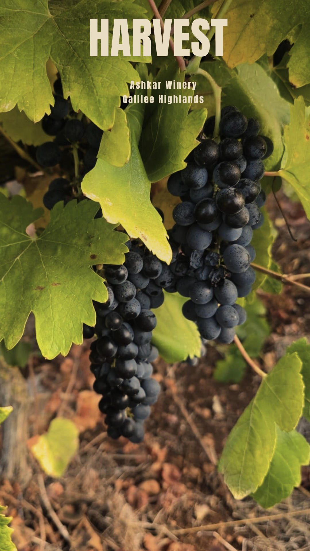 Ashkar family harvesting grapes in the Iqrit region, Galilee